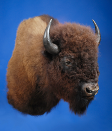 Authentic Buffalo Skulls for | Bighorn Taxidermy