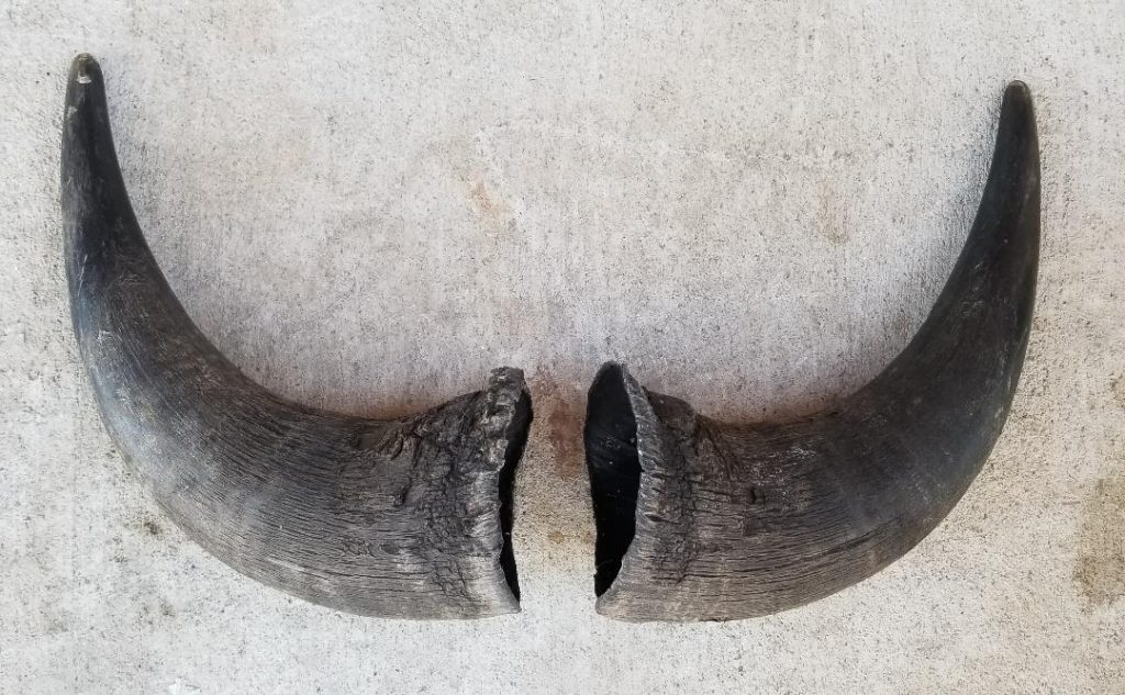 American Buffalo Horns