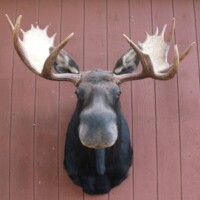 Mounted moose head with large antlers displayed on a vertical wooden wall.