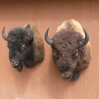 Two mounted bison heads are displayed on a wooden wall.