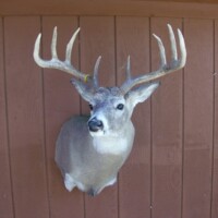 A mounted deer head with large antlers displayed on a brown wooden wall.