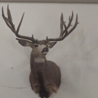 Mounted deer head with large antlers displayed on a plain white wall.