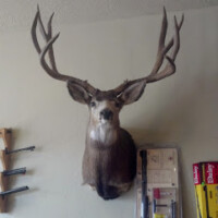 A mounted deer head is displayed on a wall above shelves holding rifles and various household items.
