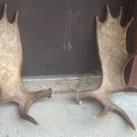 Two large moose antlers are leaning against a closed, dark-colored door on a concrete surface.