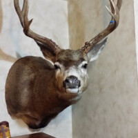 Mounted deer head with large antlers displayed on a wall above a wooden cabinet in a room.