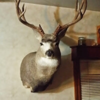A mounted deer head with large antlers is displayed on a wall in a room with wood paneling and blinds.