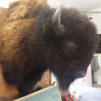 A mounted bison head is displayed in a room with a chalkboard and various objects in the background.