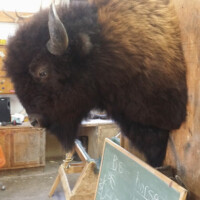A mounted bison head is displayed on a wooden wall above a chalkboard with writing in a workshop or classroom setting.