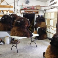 Several mounted bison heads are arranged on tables and surfaces inside a cluttered garage or workshop.