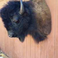 A mounted bison head is attached to the side of a wooden building, protruding outward through the wall.