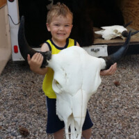 A young boy holding a large bison skull.