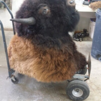 A bison taxidermy mount sitting on a hand truck in a workshop setting.