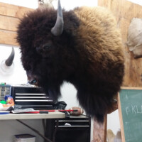 A mounted bison head is displayed on a wooden board in a workshop with tools and a chalkboard nearby.