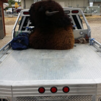 A large bison head is being transported in the bed of a flatbed truck with a Wyoming license plate.