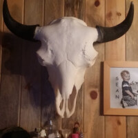 A mounted bison skull with black horns hangs on a wood-paneled wall above a shelf with toiletries and a framed photo.