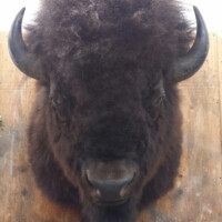 A mounted bison head is displayed on a wooden wall above a chalkboard with chalk writing.