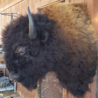 A mounted bison head and shoulder taxidermy display is attached to a wooden wall next to a skull above.