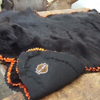 A black bear rug with orange trim and a Harley-Davidson patch on its paw lies on a wooden table.