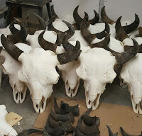 Several buffalo skulls with dark horns are arranged in rows on the floor of what appears to be a workshop or storage area.