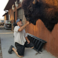 A man kneels on a sidewalk, touching a mounted bison head attached to the exterior wall of a building.