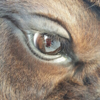 Close-up of a brown animal’s eye, with the reflection of a person taking the photo visible in the pupil.