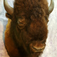 A taxidermy bison head mounted against a light-colored, textured background.
