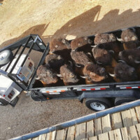 A truck pulling a trailer filled with large bison mounts.