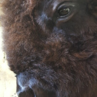 Close-up view of a bison's face indoors, with a wall outlet and a broom visible in the background.