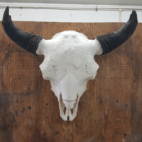 A large, white bison skull with dark horns is mounted on a wooden board against a plain wall.