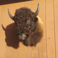 A mounted bison head is attached to a wooden wall under bright sunlight.