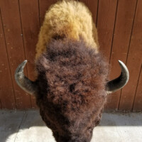 A bison head with curved horns mounted on a wooden wall, viewed from above.