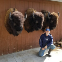 A man kneeling under three large bison mounts on a wall.