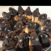 A circular display of multiple bison head taxidermy mounts arranged on a metal surface outdoors.