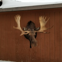 A mounted moose head with large antlers is attached to a brown wooden wall above snow-covered ground.