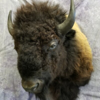 Taxidermy bison head mounted against a light mottled background.