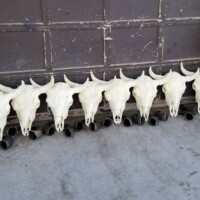 Seven bleached cow skulls are lined up against a weathered garage door on a concrete surface.