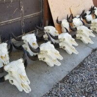 A row of cleaned bison skulls with horns is arranged on a concrete surface next to a building and some gravel.