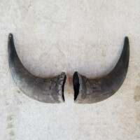 Two large, curved animal horns with broken bases are lying side by side on a light-colored concrete surface.