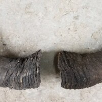 Two broken, weathered animal horns lying side by side on a rough, light-colored surface.
