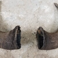 Two large, dark, curved animal horns lying on a rough, light-colored concrete surface.