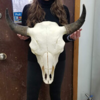 A person in black clothes holds a large buffalo skull with horns in front of a brown door.