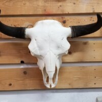 A large buffalo skull with dark horns mounted on wooden planks against a wall.