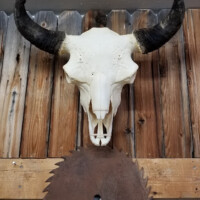 A mounted buffalo skull with horns displayed above a rusty circular saw blade on a wooden wall.