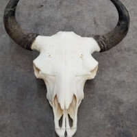 A buffalo skull with dark curved horns lies on a rough gray concrete floor.