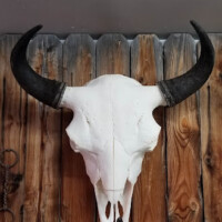 A bison skull with black horns mounted on a wooden wall.