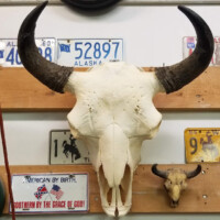 Large buffalo skull with horns mounted on a wooden wall, surrounded by license plates and a smaller skull.