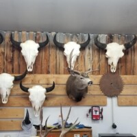 A wooden wall displays mounted animal skulls and horns, a deer head, and a circular saw blade in a rustic room.
