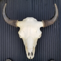 A bison skull with horns is displayed on a black textured surface, viewed from above.