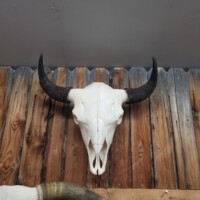 A bison skull with horns mounted on a wooden wall with a gray ceiling above.