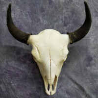 A bison skull with dark horns mounted against a gray textured background.